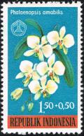 Colnect-2272-757-Phalaenopsis-amabilis.jpg