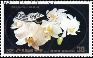 Colnect-3571-904-Phalaenopsis-amabilis.jpg