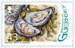 Colnect-3610-619-European-flat-oysters-Ostrea-edulis.jpg