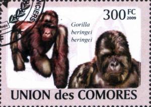 Colnect-4906-417-Gorilla-beringei-beringei.jpg