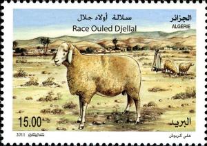 Colnect-5111-015-Ouled-Djellal-Sheep-Ovis-ammon-aries.jpg
