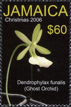Colnect-770-797-Dendrophylax-funalis-ghost-orchid.jpg