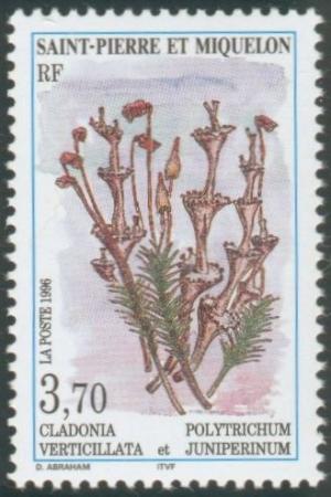 Colnect-877-435-Cladonia-verticillata-and-Polytrichum-juniperinum.jpg