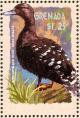 Colnect-4536-180-African-Black-Duck----Anas-sparsa.jpg