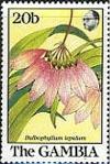Colnect-2338-561-Bulbophyllum-Lepidum.jpg