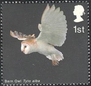Colnect-1800-074-Barn-Owl-Tyto-alba-in-Flight-with-Wings-raised.jpg