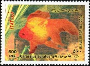 Colnect-1592-464-Breed-Form-of-Goldfish-Carassius-auratus-auratus.jpg