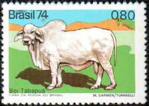 Colnect-793-409-Hornless-Tabapu-atilde--Cattle-Bos-primigenus-taurus.jpg