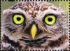 Colnect-4550-684-Little-owl-Athene-noctua.jpg