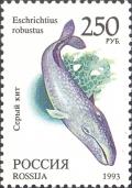 Colnect-2811-781-Grey-Whale-Eschrichtius-robustus.jpg