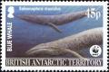 Colnect-4381-342-Blue-whale-Balaenoptera-musculus.jpg