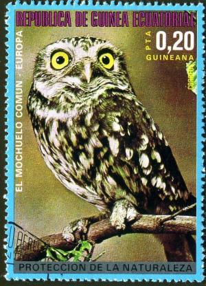 Colnect-1516-772-Little-Owl-Athene-noctua.jpg