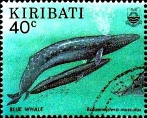 Colnect-2534-475-Blue-Whale-Balaenoptera-musculus.jpg