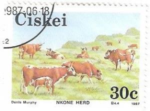 Colnect-2797-725-Nkone-Cattle-Bos-primigenius-taurus.jpg