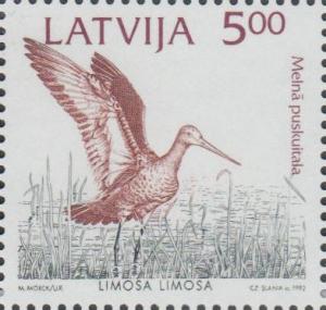 Colnect-3071-888-Black-tailed-Godwit-Limosa-limosa.jpg
