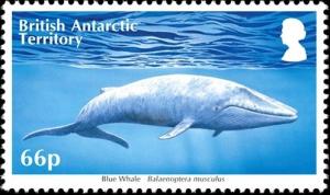 Colnect-3521-055-Blue-Whale-Balaenoptera-musculus.jpg
