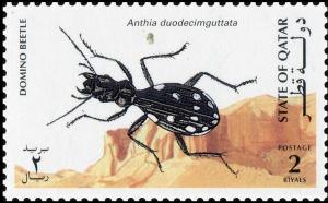 Colnect-4169-073-Domino-Beetle-Anthia-duodecimguttata-.jpg