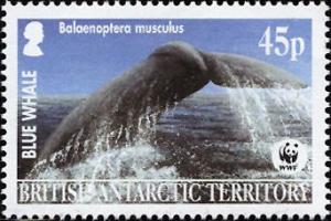 Colnect-4381-343-Blue-whale-Balaenoptera-musculus.jpg