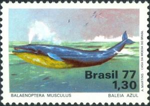 Colnect-4797-621-Blue-Whale-Balaenoptera-musculus.jpg