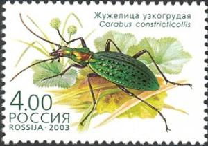 Colnect-6249-774-Ground-Beetle-Carabus-constricticollis.jpg