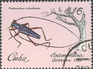 Colnect-660-284-Longhorn-Beetle-Pinthocoelium-columbinum.jpg