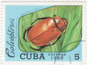 Colnect-935-532-Scarab-Beetle-Heterosternus-oberthuri.jpg