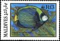 Colnect-1631-816-Emperor-Angelfish-Pomacanthus-imperator.jpg