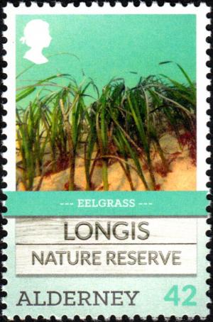 Colnect-5597-147-Eelgrass-Zosteraceae.jpg