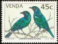 Colnect-751-660-Cape-Starling-Lamprotornis-nitens.jpg