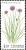Colnect-2714-053-Allium-schoenoprasum.jpg