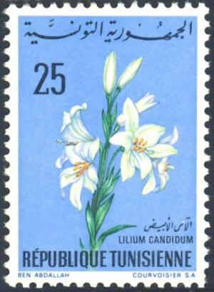 Colnect-1133-272-Lilium-Condidum.jpg