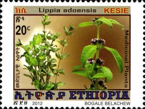 Colnect-1611-441-Lippia-adoensis.jpg