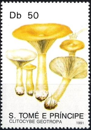 Colnect-2954-803-Clitocybe-geotropa.jpg