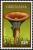 Colnect-3073-685-Clitocybe-geotropa.jpg
