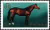 Colnect-3590-275-Arabian-Stallion-Equus-ferus-caballus.jpg