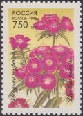 Colnect-1830-108-Sweet-williams-Dianthus-barbatus.jpg