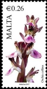 Colnect-3972-606-Orchis-Collina---Fan-Lipped-Orchid.jpg