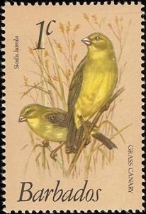 Colnect-578-215-Grassland-Yellow-Finch-Sicalis-luteola.jpg