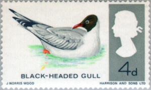 Colnect-121-669-Black-headed-Gull-Larus-ridibundus---Phosphor.jpg