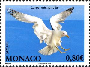 Colnect-2371-957-Yellow-legged-Gull-Larus-cachinnans-michahellis.jpg