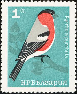 Colnect-621-466-Eurasian-Bullfinch-Pyrrhula-pyrrhula.jpg