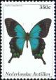 Colnect-1018-582-Sea-Green-Swallowtail-Papilio-lorquinianus.jpg