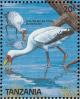 Colnect-1745-647-Yellow-billed-Stork-Mycteria-ibis.jpg