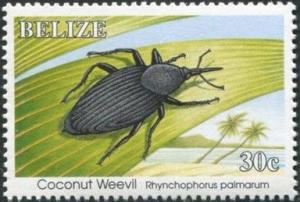 Colnect-2185-925-South-American-Palm-Weevil-Rhynchophorus-palmarum-.jpg