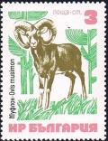 Colnect-2614-857-Mouflon-Ovis-orientalis.jpg