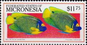 Colnect-5580-240-Yellow-faced-angelfish.jpg