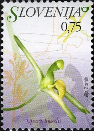 Colnect-712-513-Flowers-of-Slovenia---liparis-loeselii.jpg