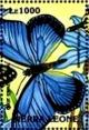 Colnect-4221-148-Blue-Swallowtail-Papilio-zalmoxis.jpg