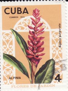 Colnect-930-393-Alpinia-purpurata.jpg