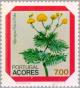 Colnect-185-792-Flower---Tolpis-azorica-Nutt-P-Silva.jpg